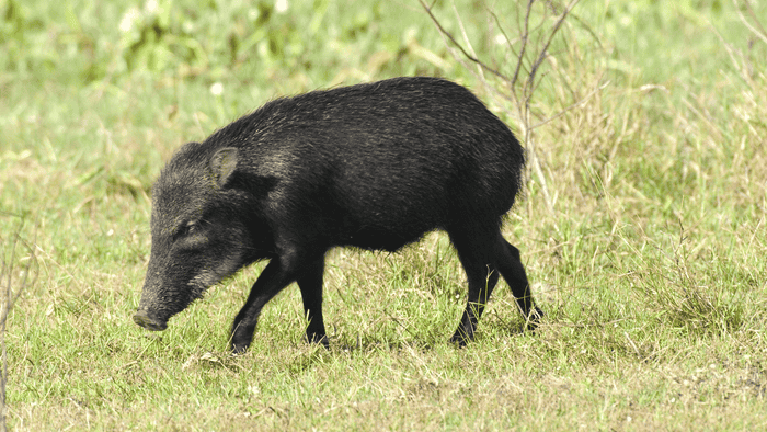 A javelina is spotted in Brazil.