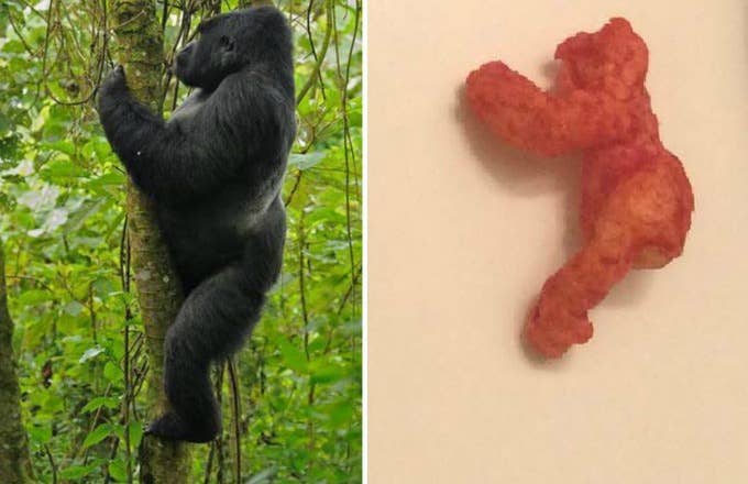 This Harambe shaped Cheeto sold for a lot of money on eBay.