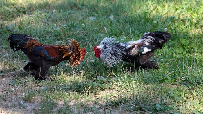Rooster fight