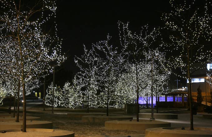 Trees decorated with lights