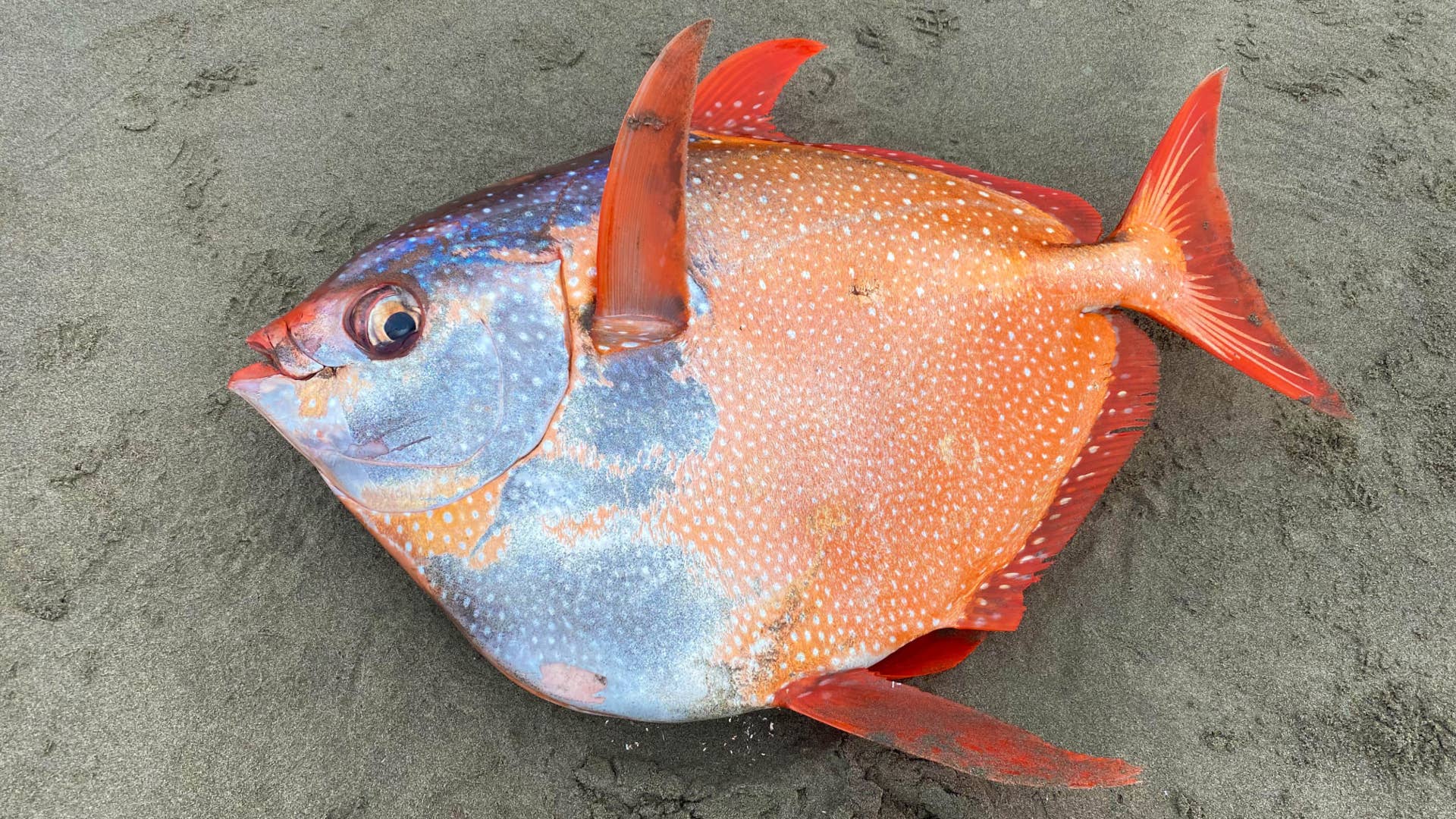 A photo of an opah fish, taken from the Seaside Aquarium's Facebook account.
