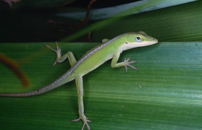 Gecko, Gekkonidae, Micronesia.