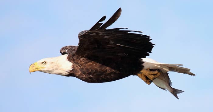 American Bald Eagle