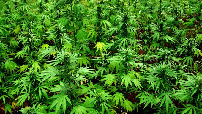 Marijuana plants in Jamaica