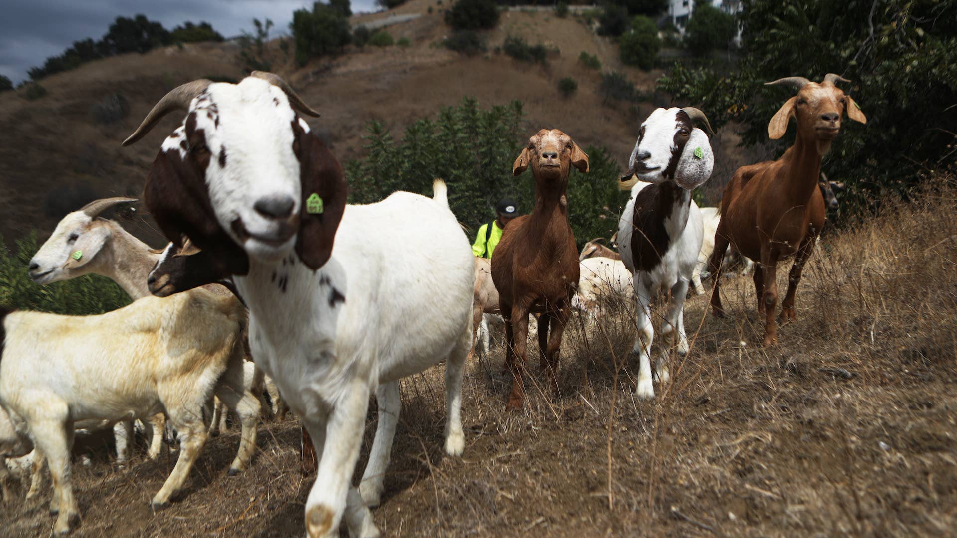 A herd of goats graze on a fire prone hill as part of fire prevention efforts.
