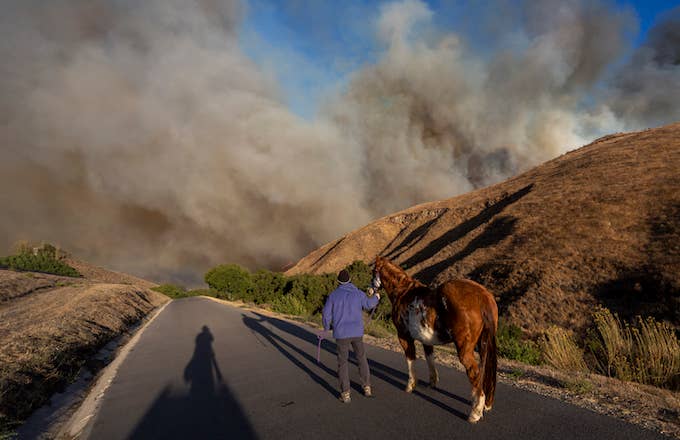 A man evacuates horses as the Easy Fire approaches.