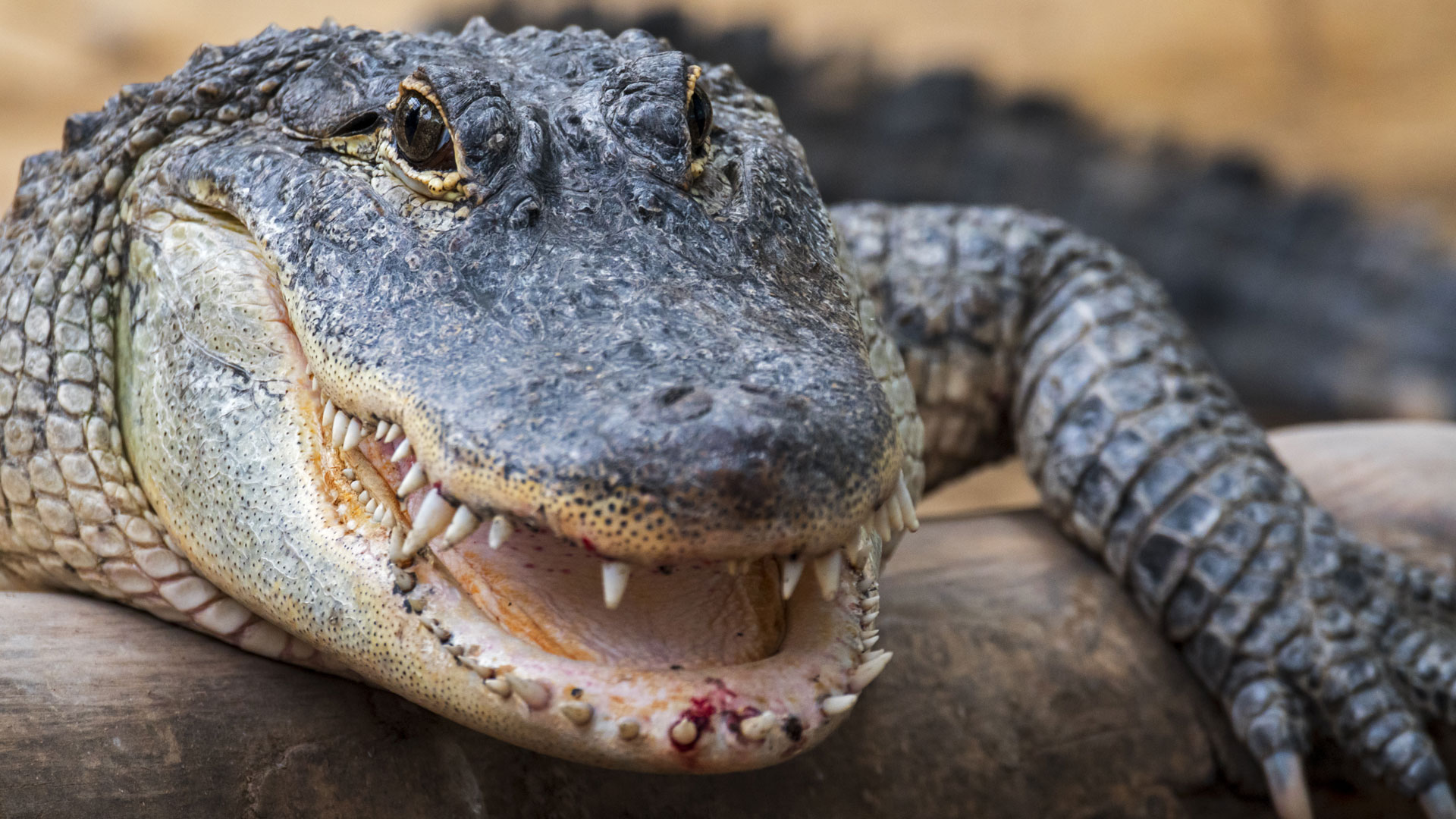 Florida Man Survives Alligator Attack by Shoving His Fingers In