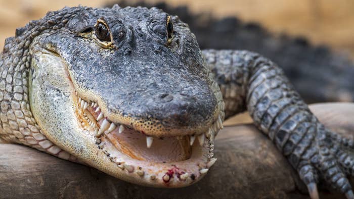 American Alligator