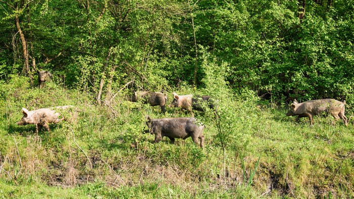 Feral pigs grazing