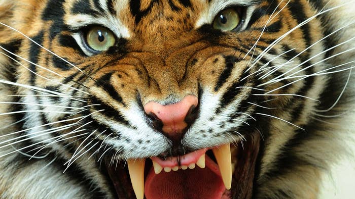 Bengal Tiger snarling stock photo