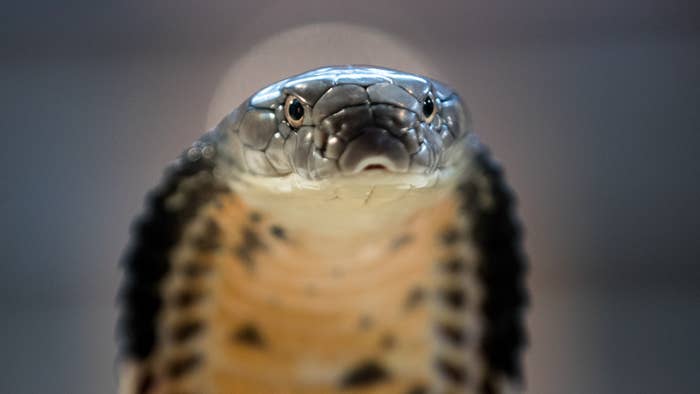 A King Cobra is displayed to the public at Noah&#x27;s Ark Zoo Farm.