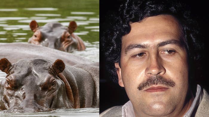 A photo of hippos and Pablo Escobar