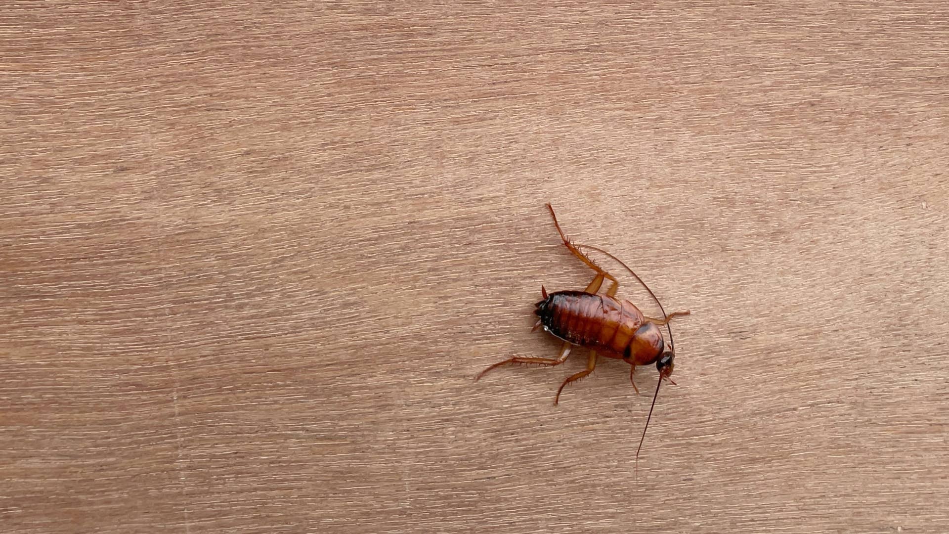Cockroach Met Gala Red Carpet