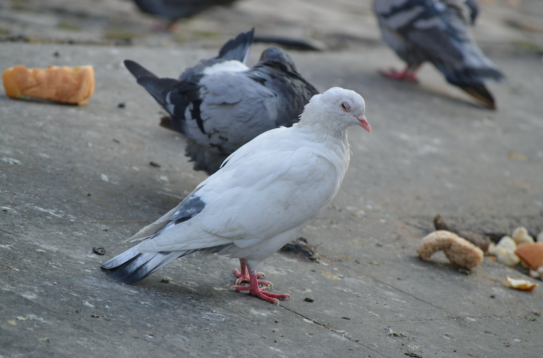 didnt know mike tyson pigeon