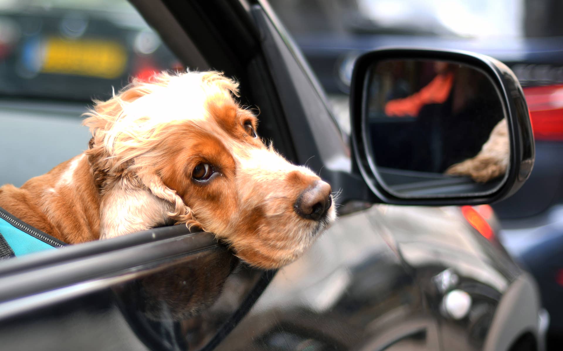 dog in a car window for Florida story