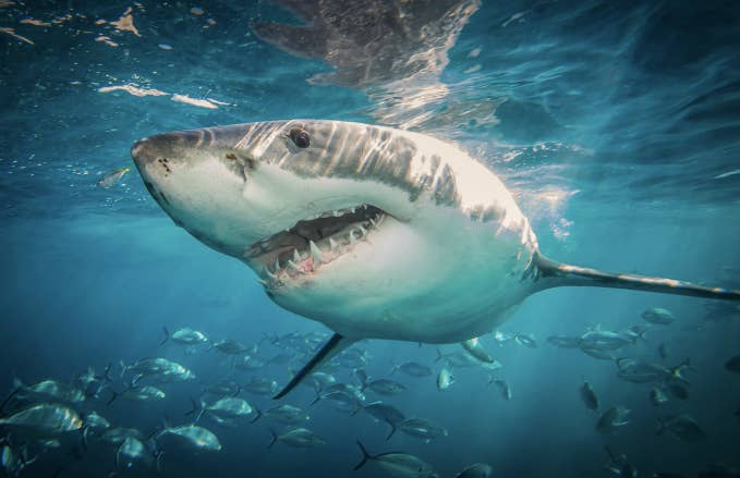 A great white shark heads towards the camera
