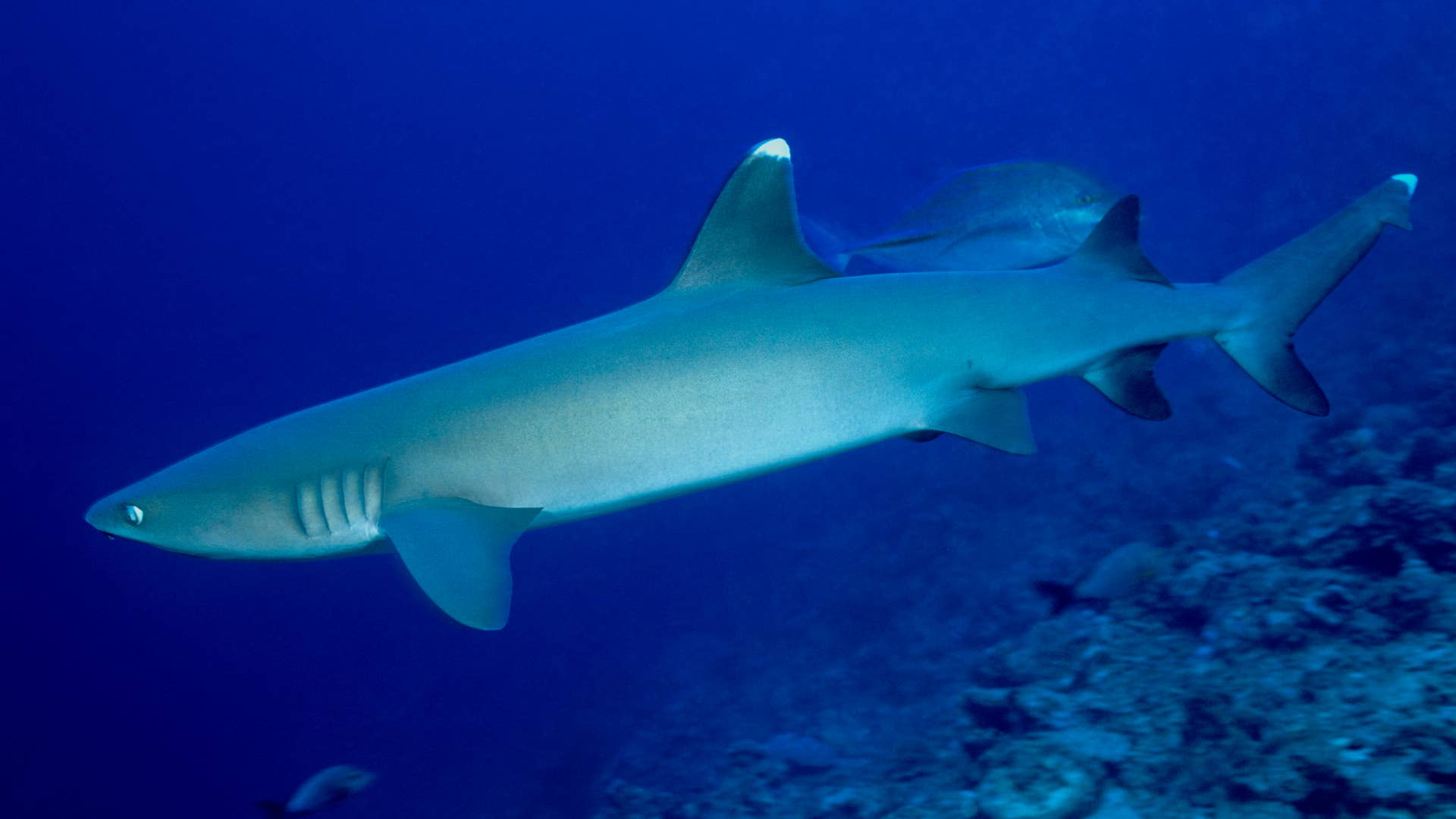 White tip reef shark, Triaenodon obesus, at Shark Reef edge, small usually not exceeding 1.6 m in length and easily recognizable by its slender body, short but broad head and its white-tipped dorsal and caudal fins.