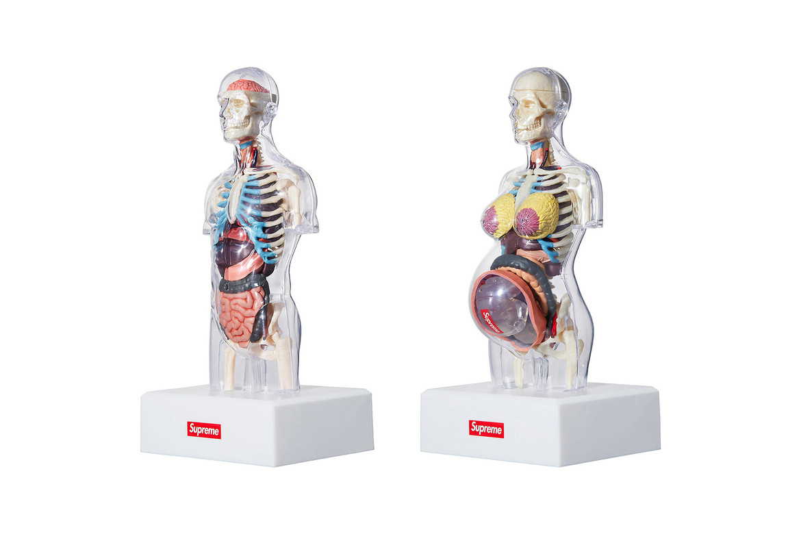 Supreme Anatomy Model