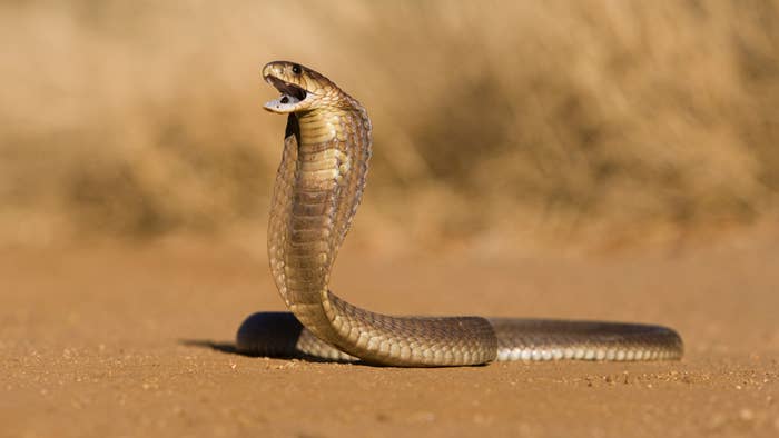 A Cobra looking like it&#x27;s just found its dinner.