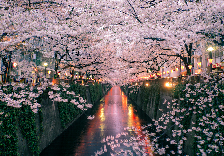 best phone backgrounds cherry blossoms