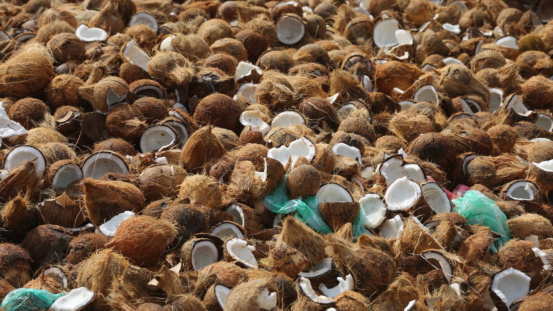 Photograph of smashed coconuts