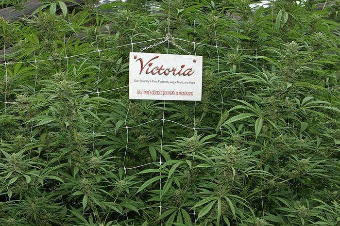 Victoria has finally issued it&#x27;s first legal permit to a medinal weed grower