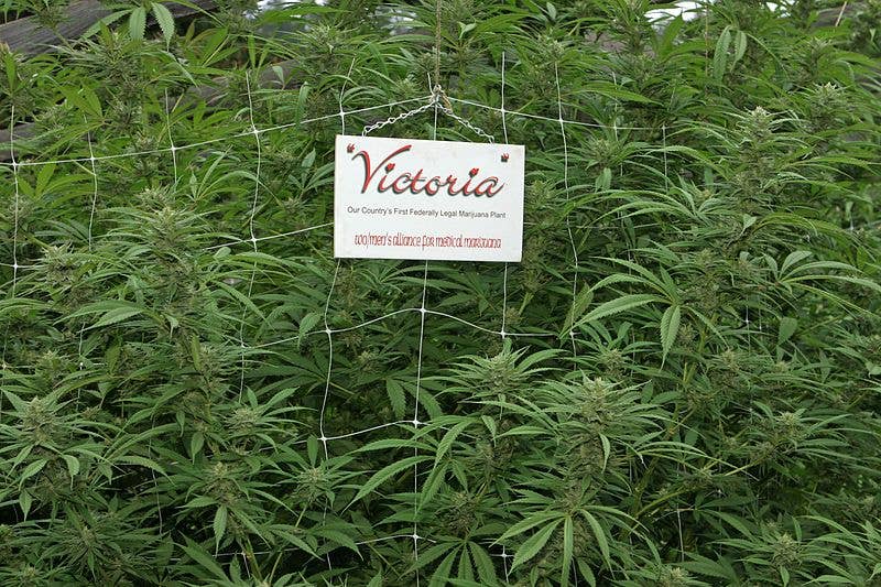 Victoria has finally issued it's first legal permit to a medinal weed grower
