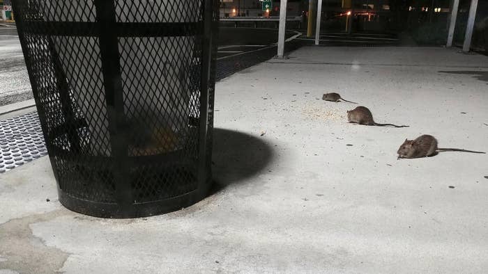 NYC Hires First &#x27;Rat Czar&#x27; to solve rodent problem