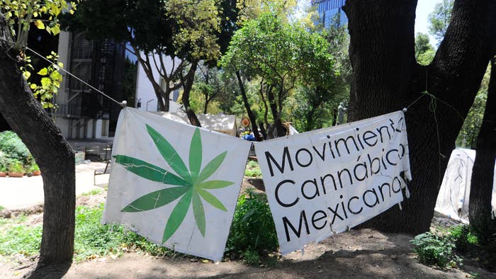 A camp outside the country&#x27;s Senate building, Mexican marijuana activists have been camping outside the Senate.