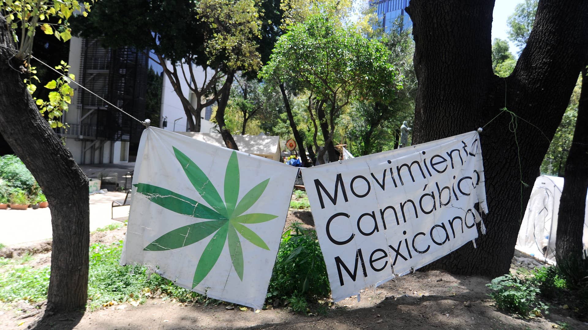 A camp outside the country's Senate building, Mexican marijuana activists have been camping outside the Senate.