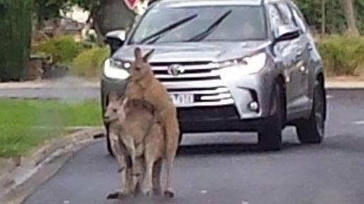 A four wheel driver ominously watches two kangaroos do the dirty deed