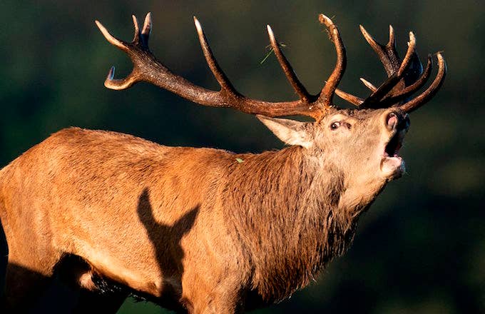 A male deer stag roars at the Domaine des Grottes de Han in Han sur Lesse, Belgium.