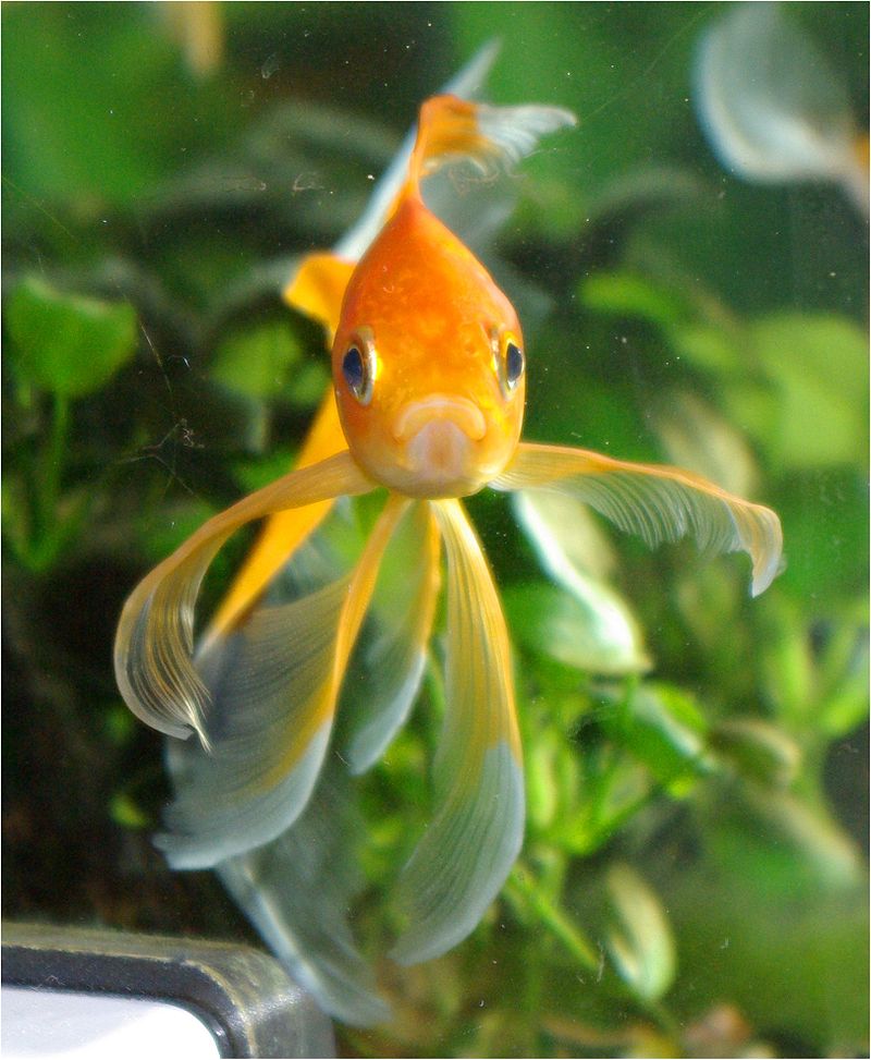 goldfish pet