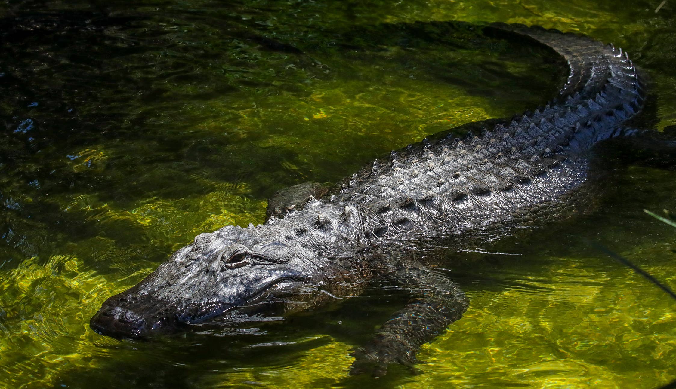 South Carolina man dead after alligator dragged him into Myrtle Beach pond