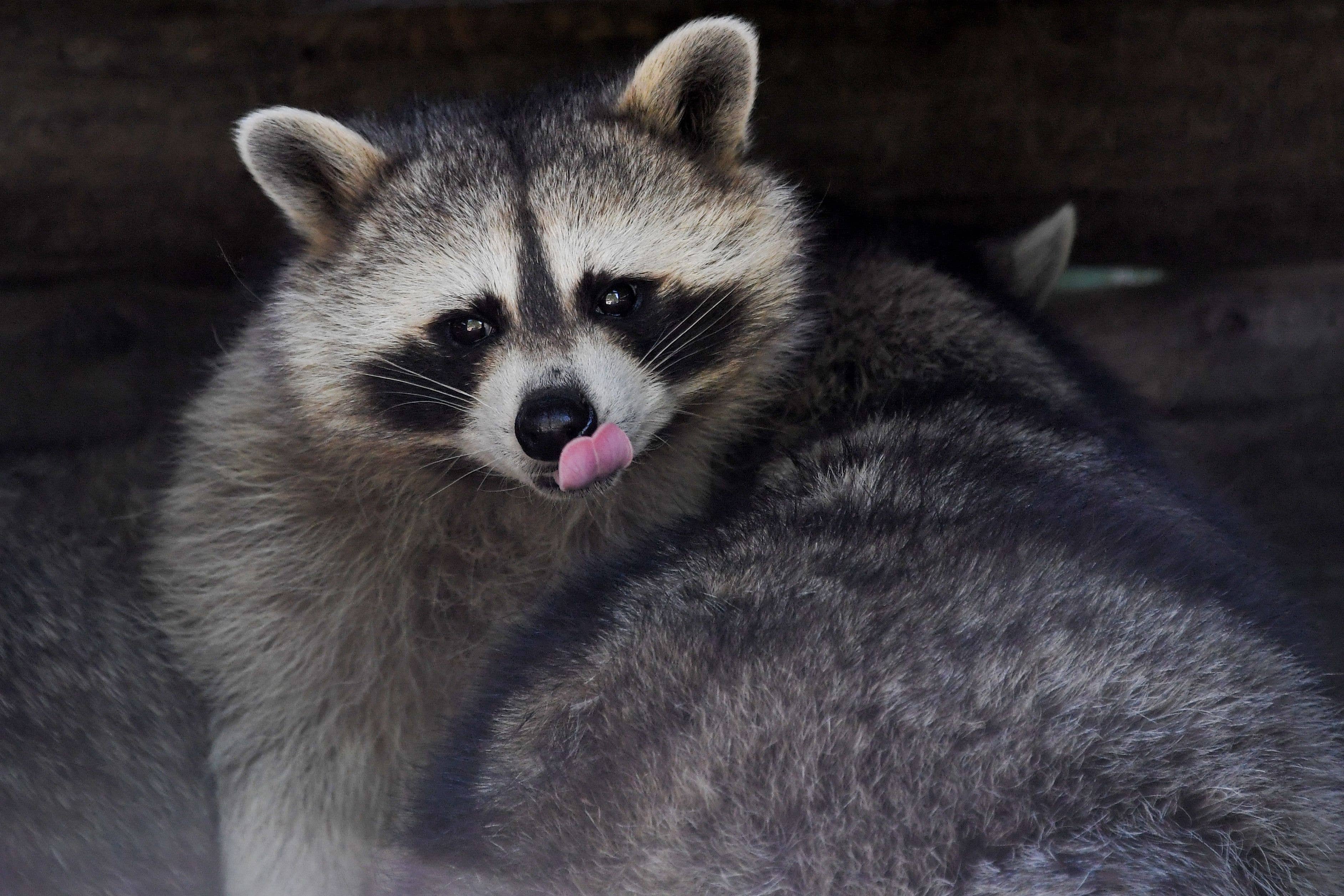 A big fat raccoon licking lips
