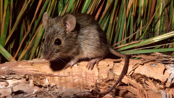 A Western chestnut mouse.