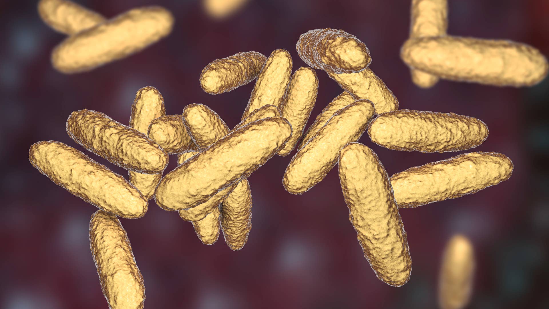 Computer illustration of the STI known as donovanosis.