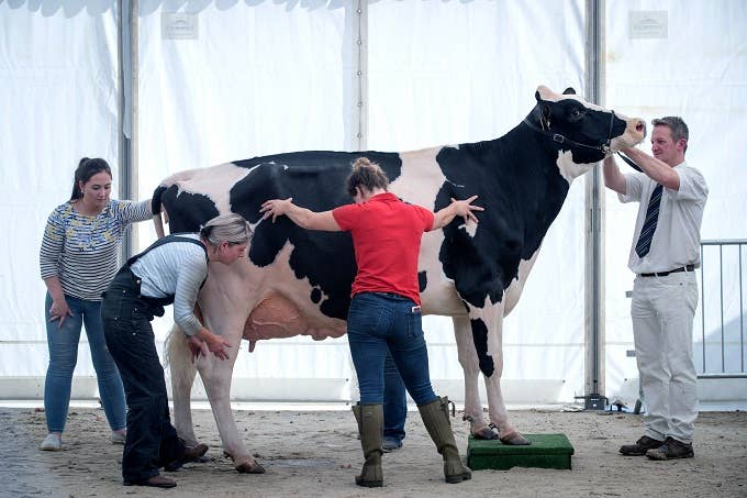 People Are Obsessed With This Really Big Cow Called Knickers