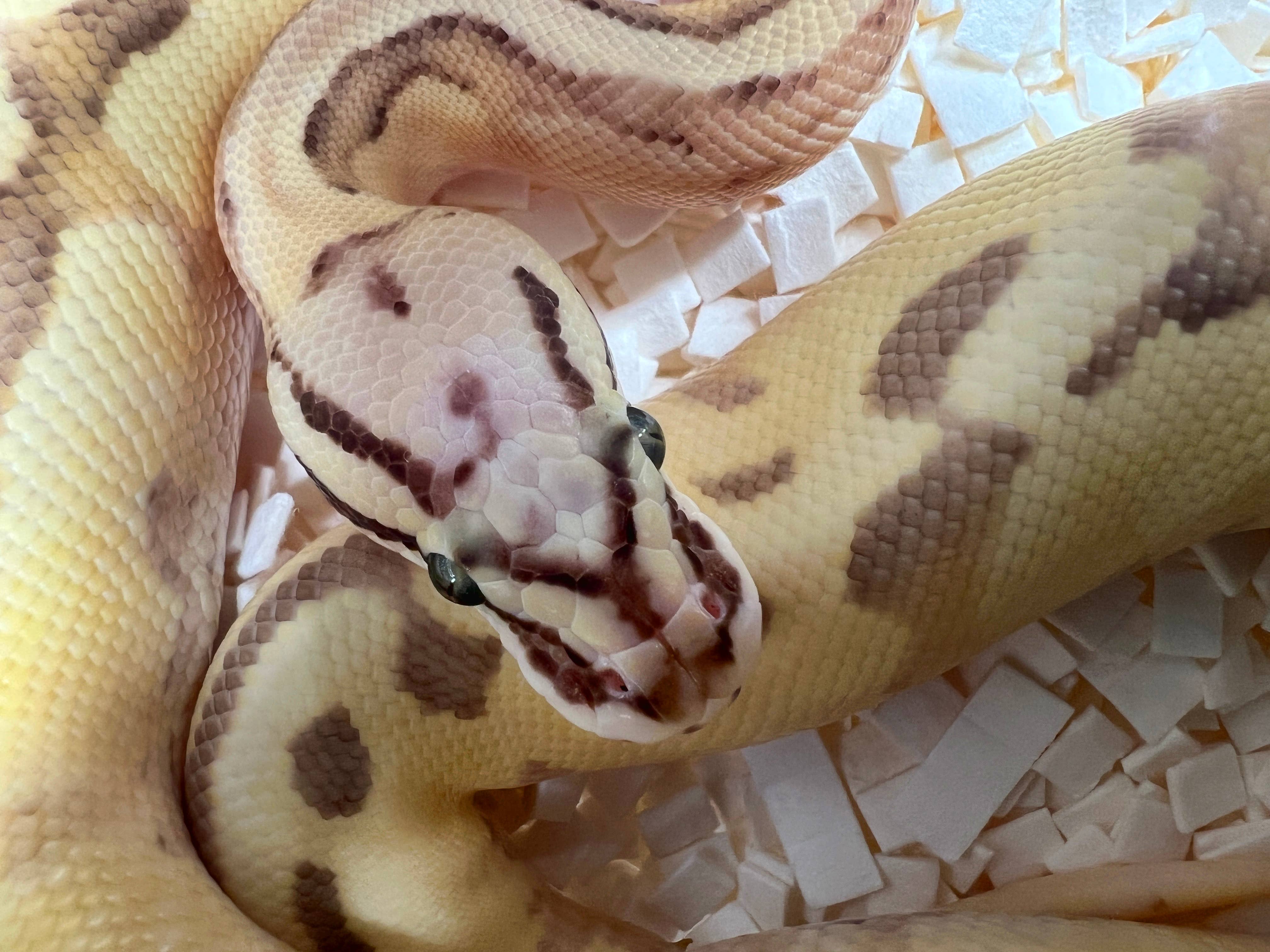 python snake curled up in ball
