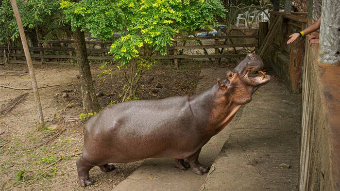 Cocaine Hippo