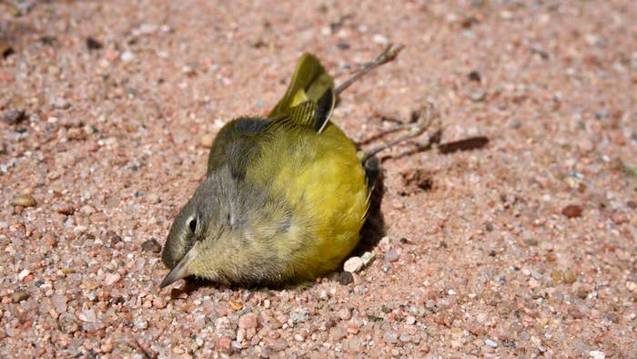 A Nashville Warbler lies dead on the ground in New Mexico.