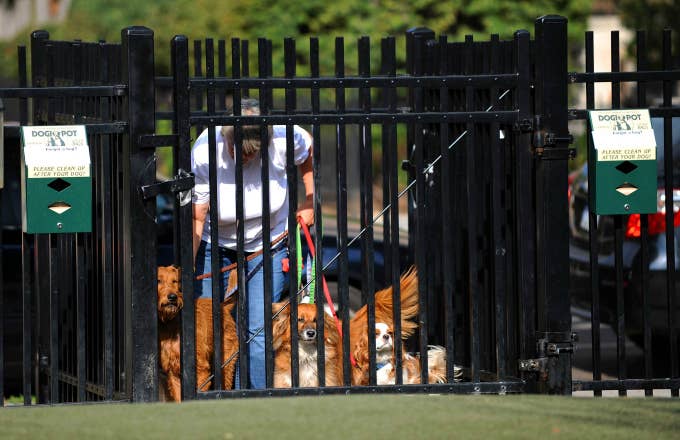 A dog walker and her clients navigate the double gate entry