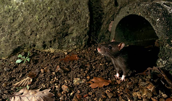 Chicago named &#x27;Rattiest&#x27; city in U.S.