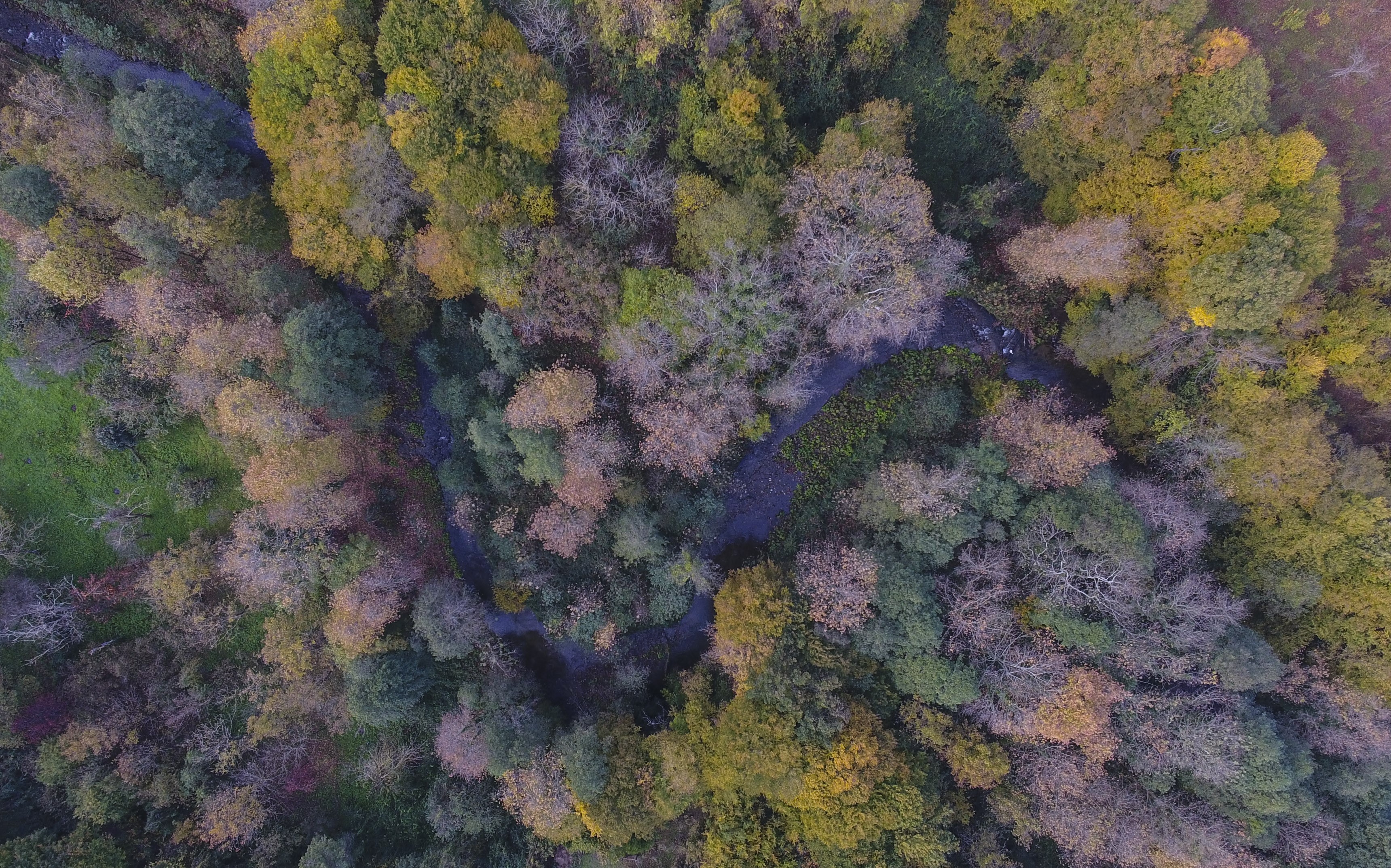 Treetops in Turkey