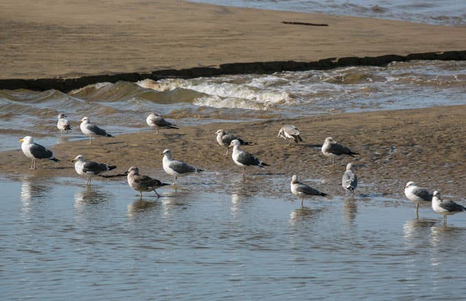 Seagulls on San Francisco&#x27;s Pismo Beach