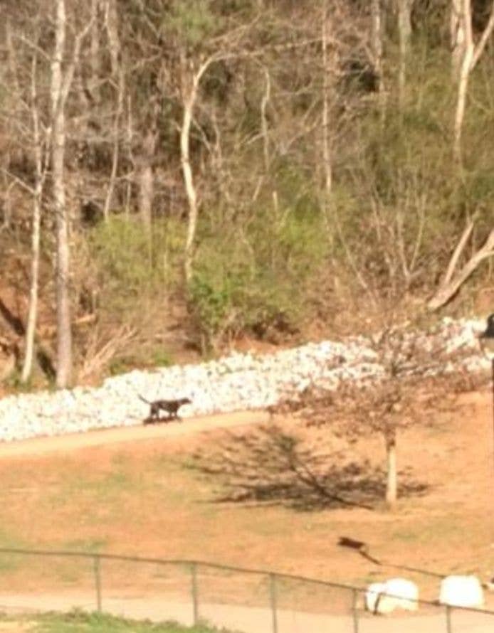 A black bear walks along a path in a wooded area with trees and rocks visible in the background