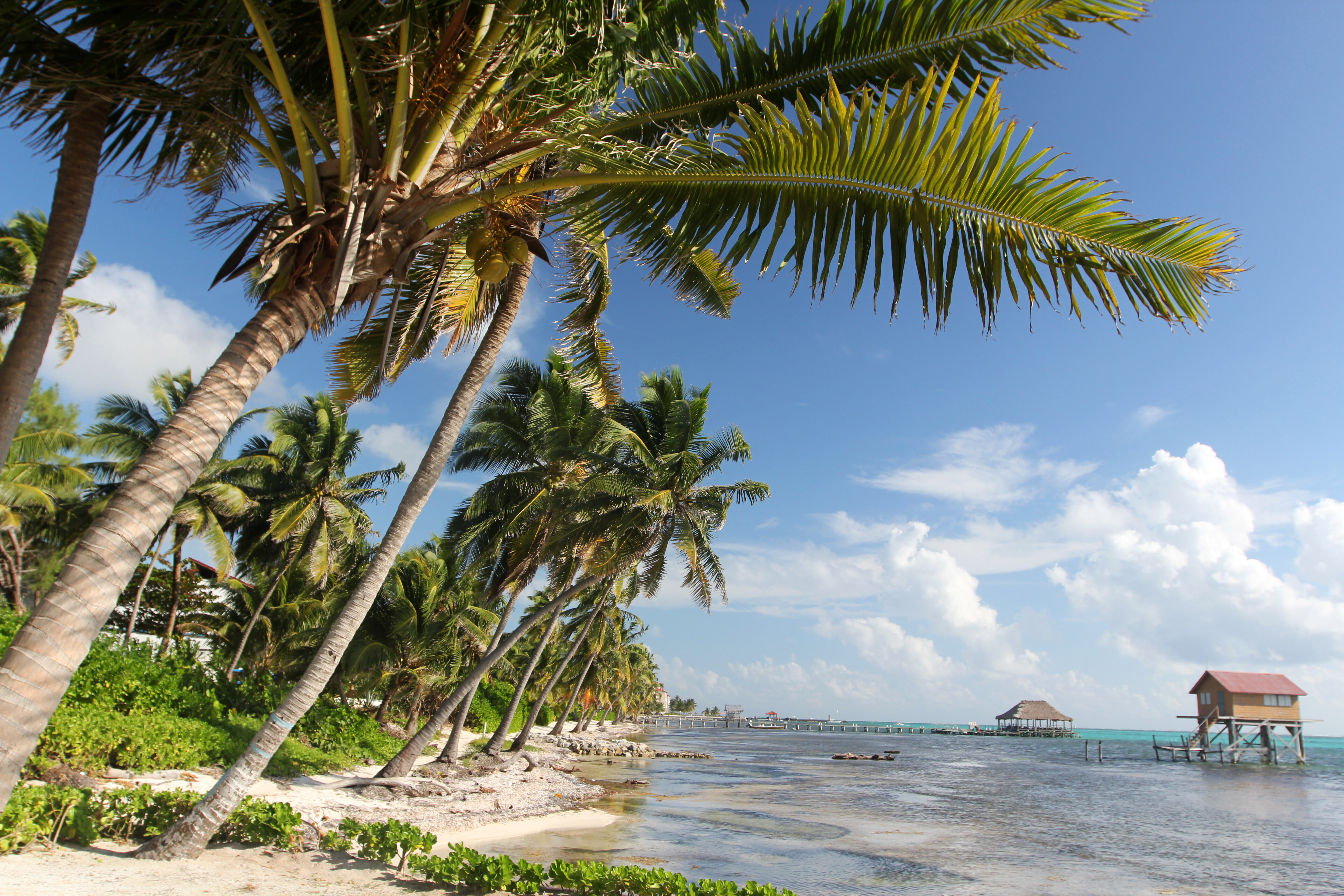 Palm trees along the shoreline in Belize