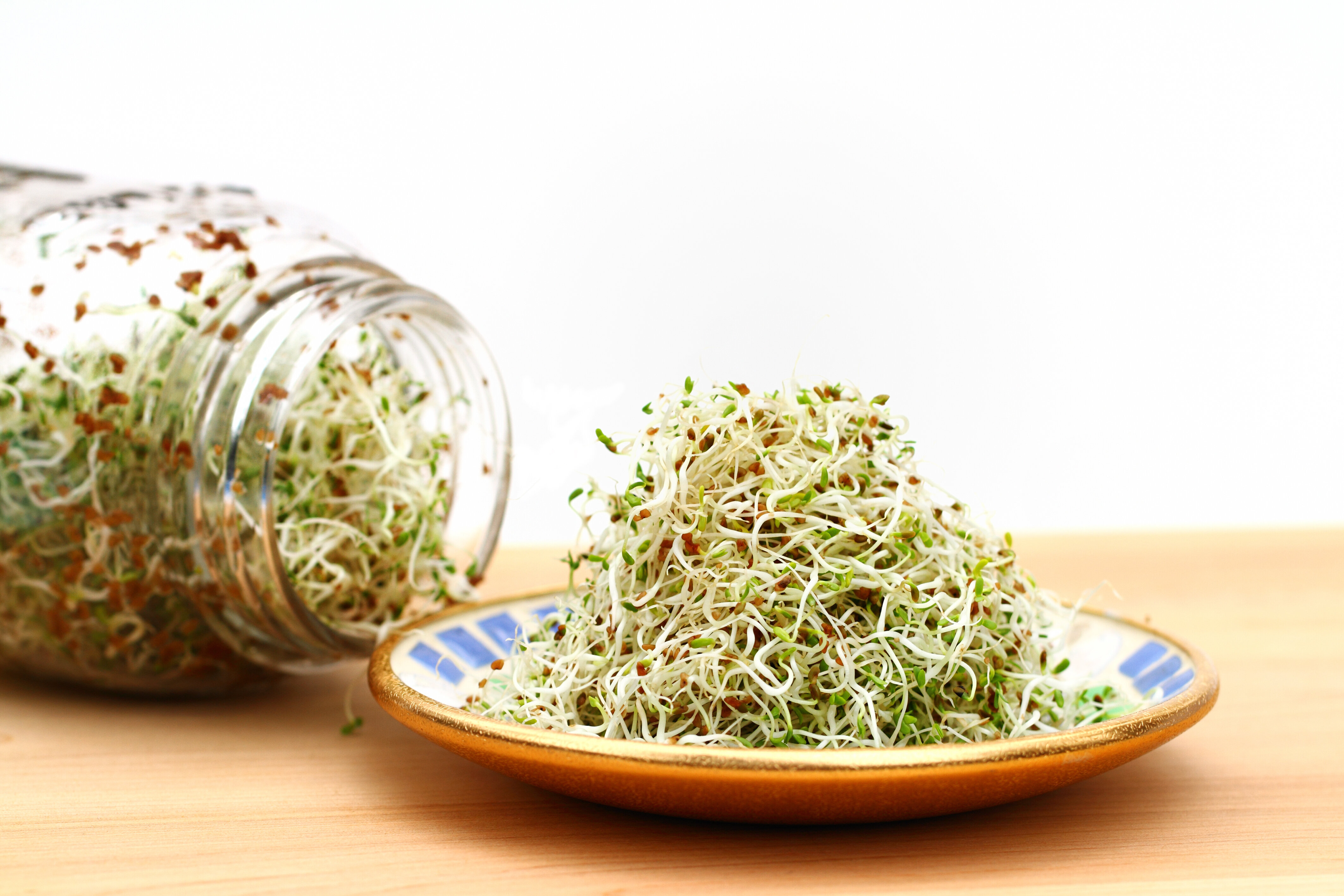 alfalfa sprouts on a plate