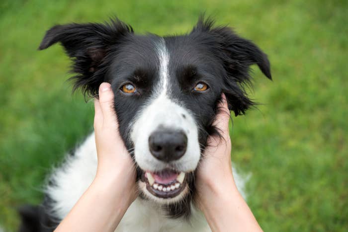 Person holding a smiling Border Collie&#x27;s face, looking at the camera