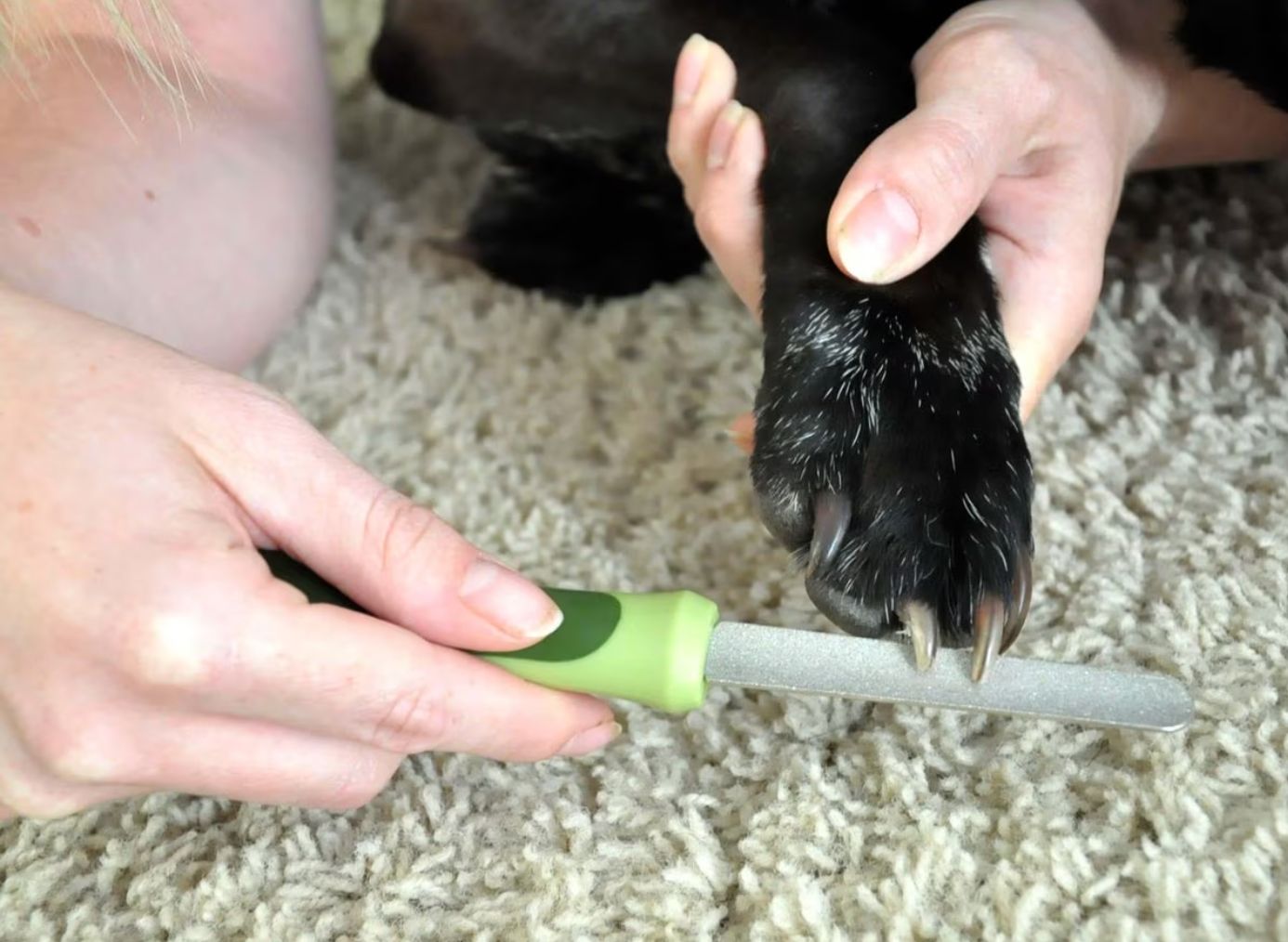 file being used on a dog&#x27;s nails